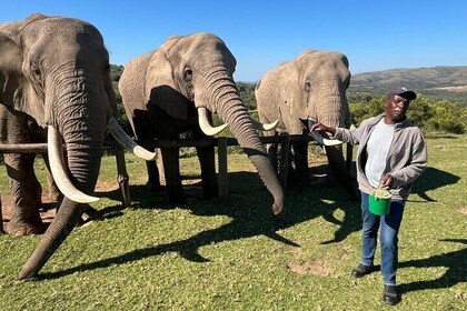 Elephant Encounter and Giraffe Walk Tracking Safari