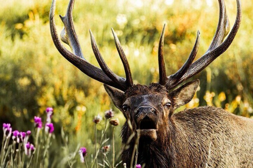 Rocky Mountain National Park- Guided Hiking Tour
