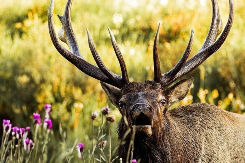 Rocky Mountain National Park- Guided Hiking Tour