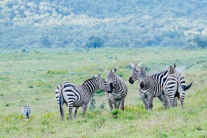 Day trip to Hells Gate and Lake Naivasha From Nairobi