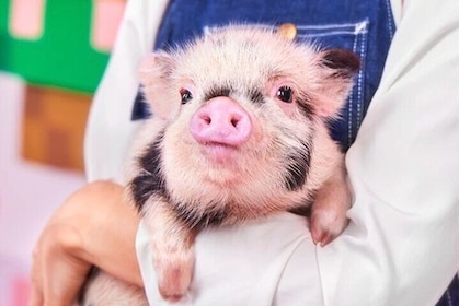 Customizable Shibuya and Harajuku Tour