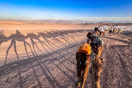 Desert Dreams Sunset Camel Ride, Quad and Magical Dinner Show