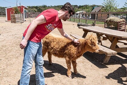 Fredericksburg Cow Cuddling
