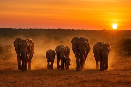 Full day Safari with BBQ Lunch in ADDO ELEPHANT PARK OPEN SAFARI