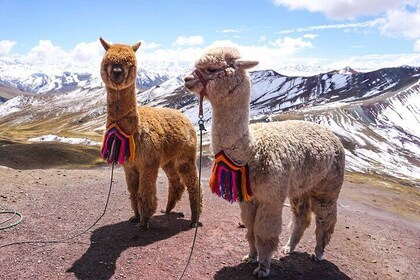 Prívate Tour from Cusco Palcoyo Rainbow Mountain Day Tour