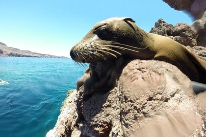 Holy Spirit Island Tour Sea Lions Snorkeling and Beach