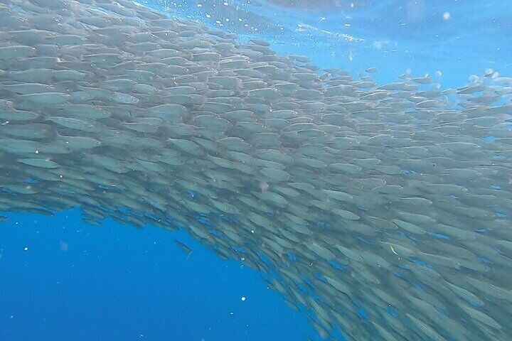 Napaling Sardines Run
