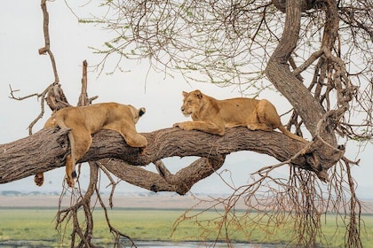 Mikumi National Park Private 2-Days and 1-Night Tour