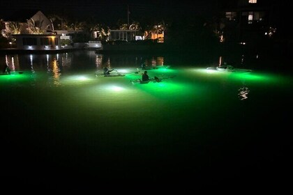 Sharkey's Glass Bottom Fish Feeding LED Night Tour in Venice, FL