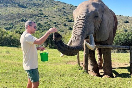 2 Day Greater Addo Ultimate Safari