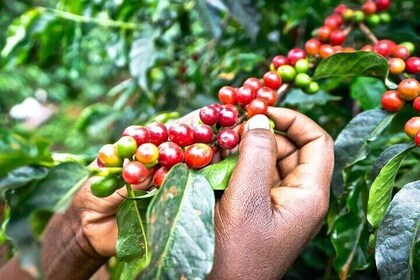 Explore the Coffee Journey from Farm to Cup