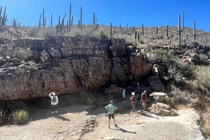 Guided Hike in the Sonoran Desert
