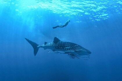 Full-Day Whale Shark Snorkeling Adventure with Beach Lunch