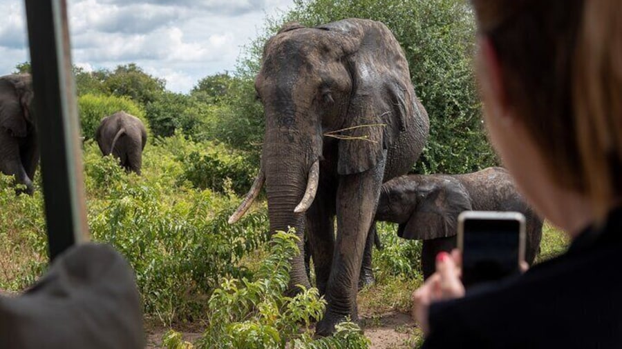 Experience Chobe Day Trip Tour