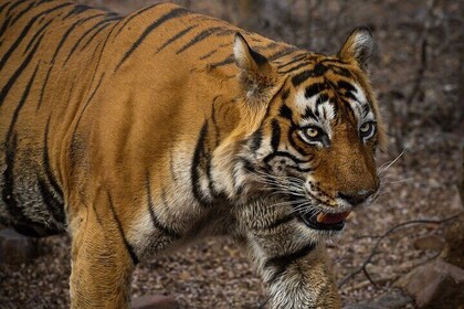 Ranthambore Day Tour with Canter Safari from Jaipur