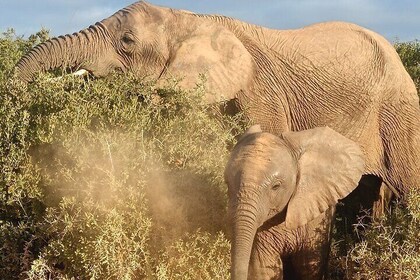 Private Group Addo Elephant National Park All Inclusive Safari