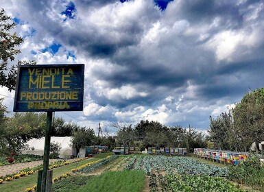 Venice: Bike Tour Honey & artichockes on Sant’Erasmo Island