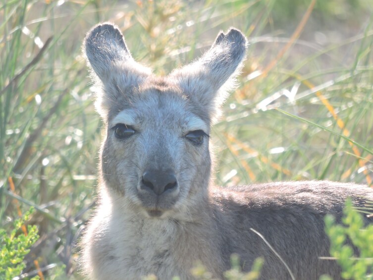 Yardie Creek Boat Tours