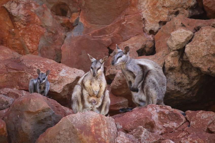 Yardie Creek Boat Tours