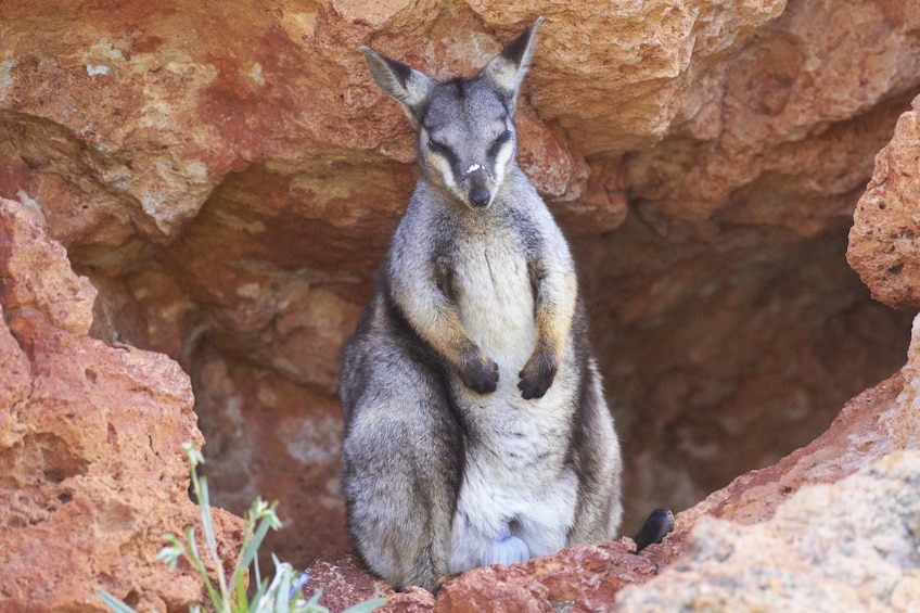 Yardie Creek Boat Tours