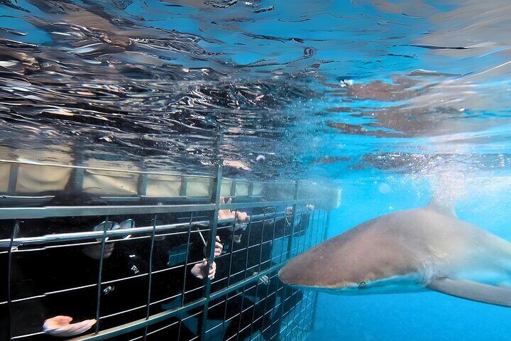 Bronze Whaler Shark curiously investigating the visitors