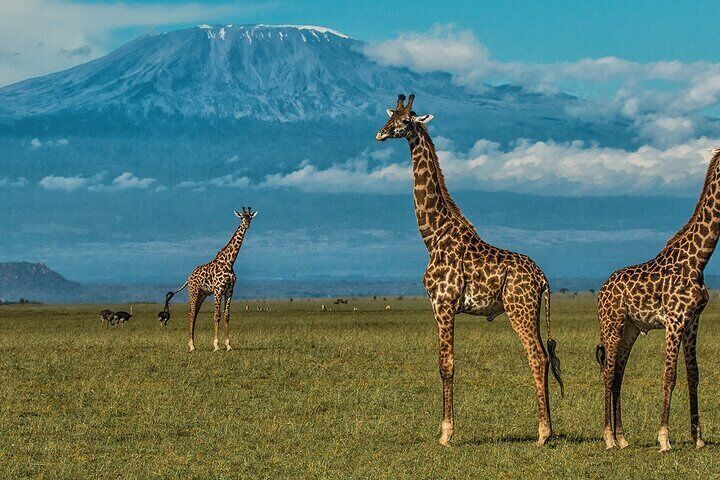 Private Day Tour Amboseli National Park With 4*4 vehicle