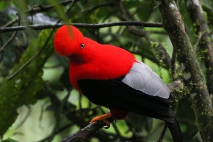 Gallito De La Peña - Birdwatching Tour At Bellavista Cloud Forest