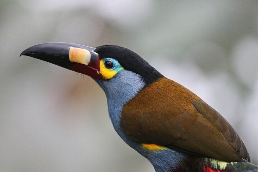 Gallito De La Peña - Birdwatching Tour At Bellavista Cloud Forest