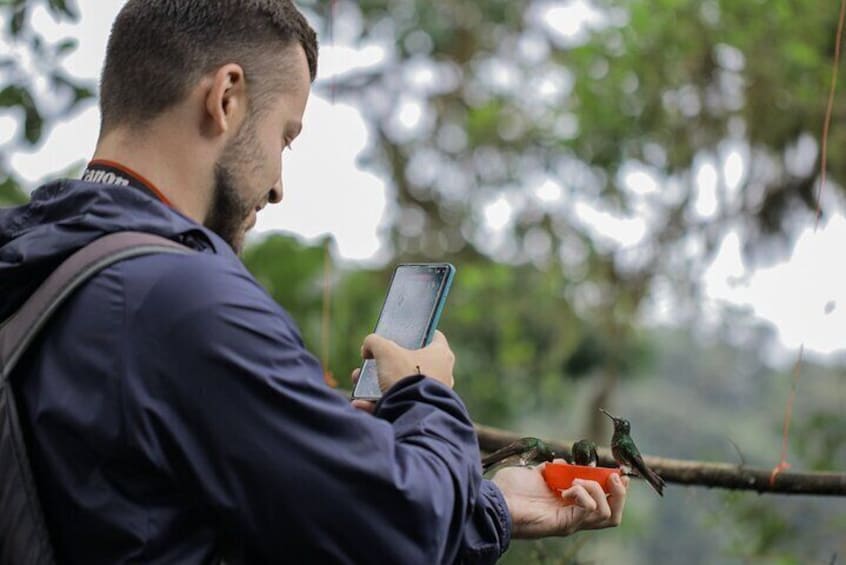 Gallito De La Peña - Birdwatching Tour At Bellavista Cloud Forest