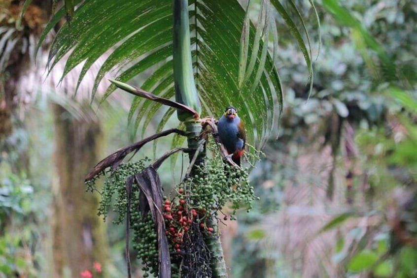 Gallito De La Peña - Birdwatching Tour At Bellavista Cloud Forest