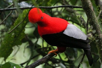 Gallito De La Peña - Birdwatching Tour At Bellavista Cloud Forest