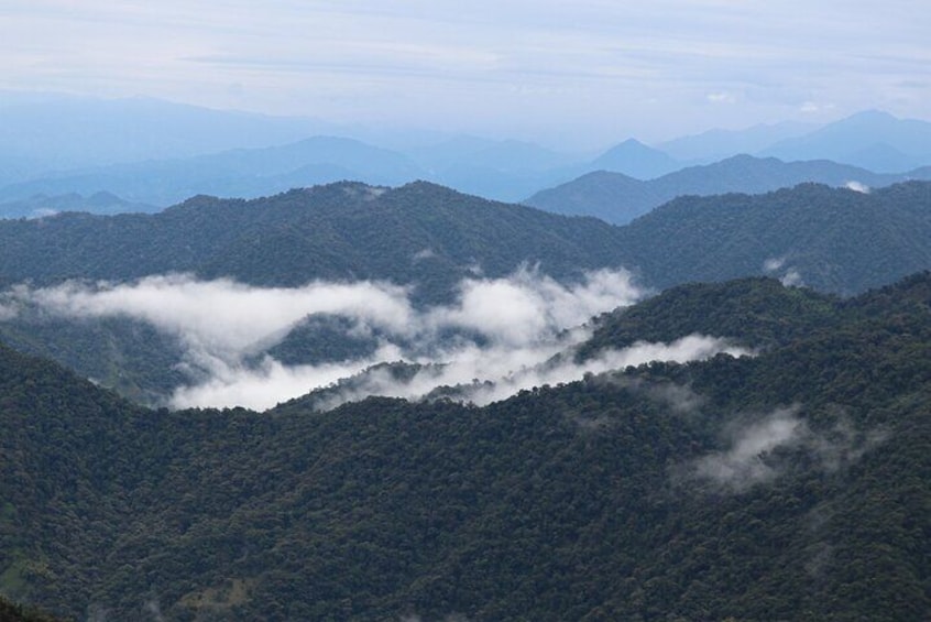 Gallito De La Peña - Birdwatching Tour At Bellavista Cloud Forest