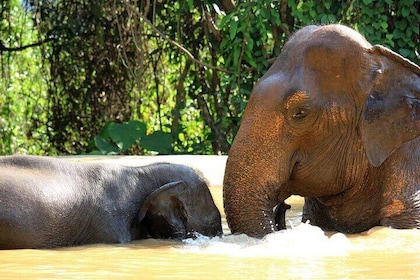 Elephant Sanctuary tour Pattaya half day no rides