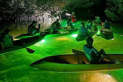 Sharkeys Glass Bottom Fish Feeding LED Night Tour Key West