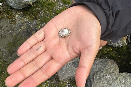 Stanley Park Indigenous Walking Tour Salish Sea and Me