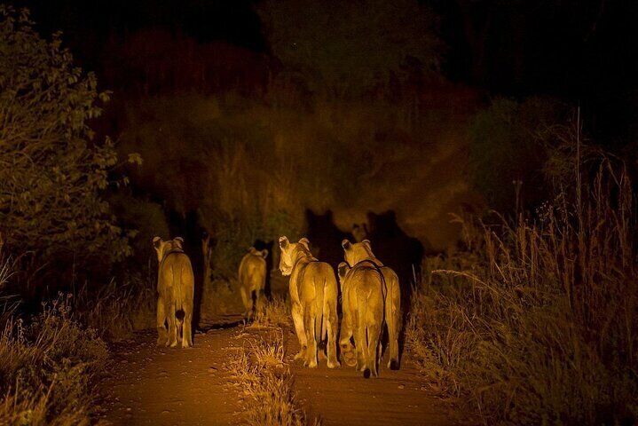 Evening Pilanesberg Night Safari Tour from Sun City
