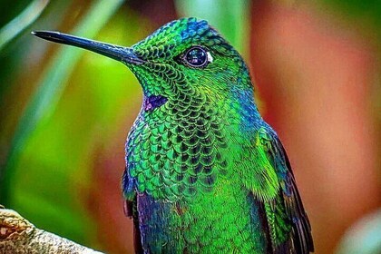 Monteverde Cloud Forest Nature Day Tour