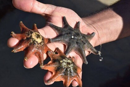 Melbourne: Private Wilson Promontory National Park Day Tours