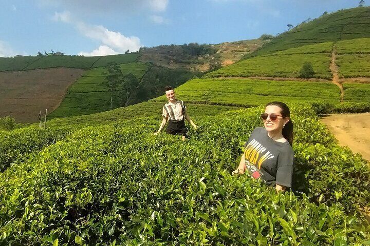 Kandy to Nuwara Eliya Private Day Tour: Tea Factory& Gregory Lake