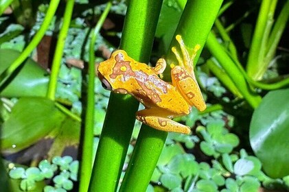 Night Adventure in the Tortuguero Tropical Forest