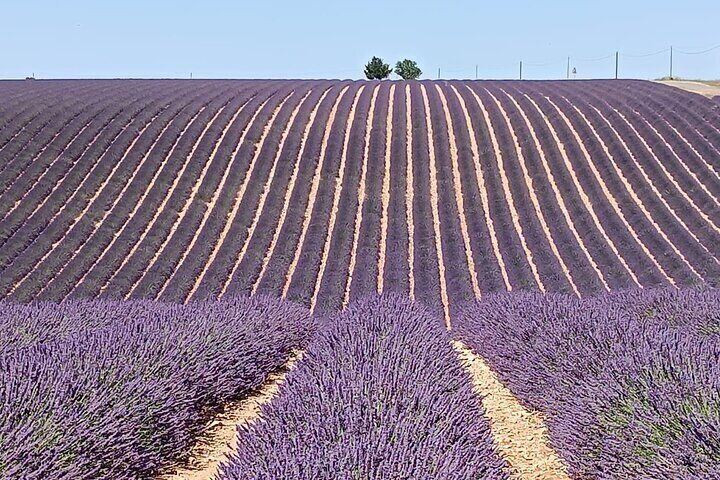 Provencal Elegance Lavender Olive Oil and Pistachio