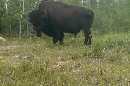 Bison Highway Wildlife Tour