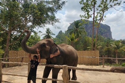 Experience Krabi Elephant care and bath in Ao Nang