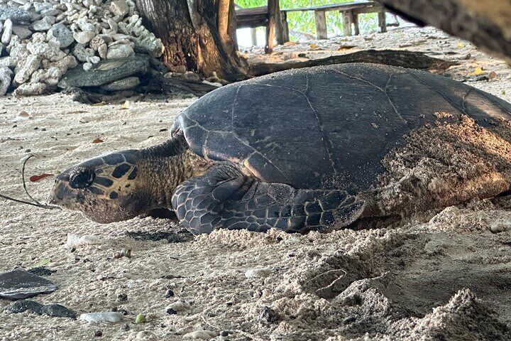 Dany Island Sea Turtle