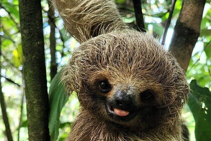 2 days Animal Lovers Combo : Palo Verde & Sloth Discovery Tour