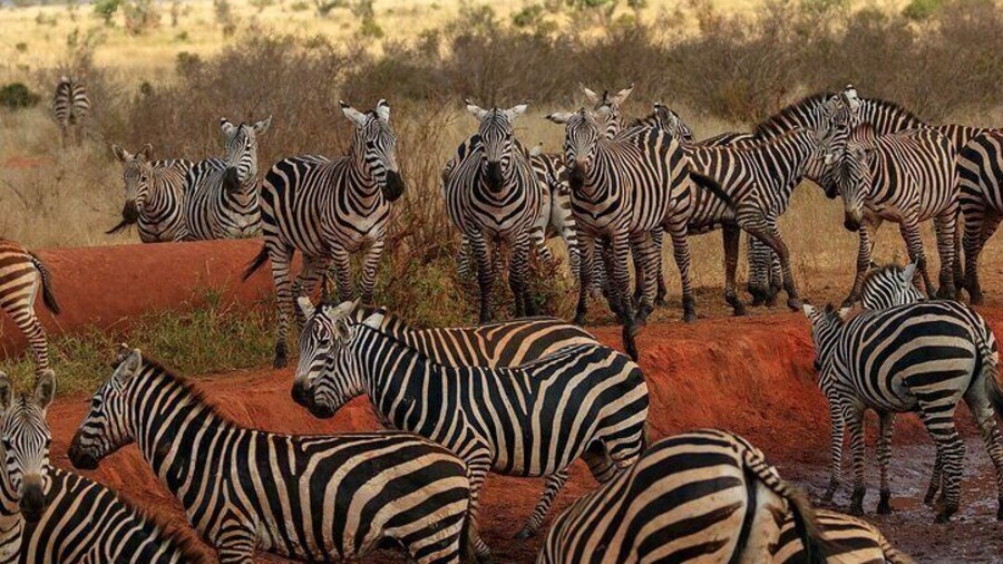 4 Days Tsavo East, Taita/Saltlick , Amboseli & Tsavo West Safari