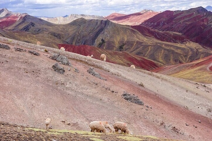 Full Day Palcoyo Mountains Tour from Cusco