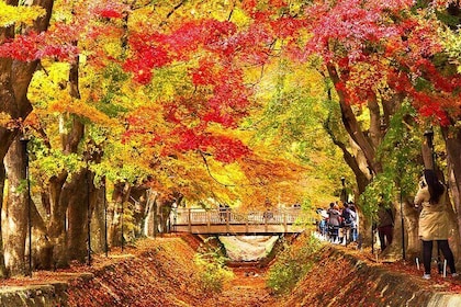 One day Tour to Mount Fuji popular attractions