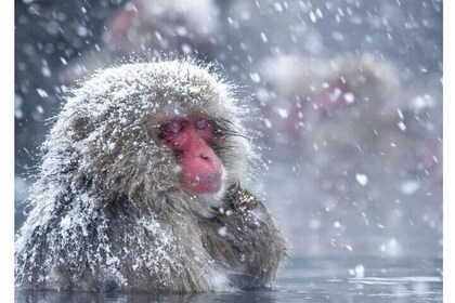 Snow Monkey Park and Zenko ji Temple Private Day Tour