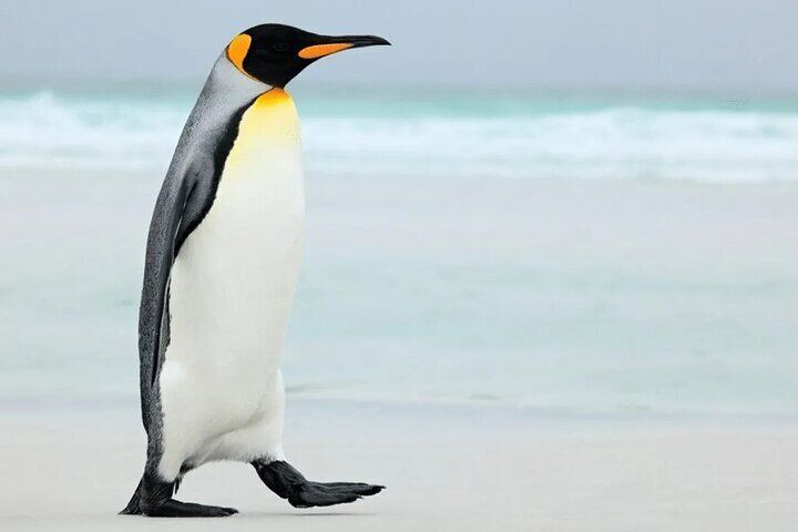 Falkland Island Small Group Penguins & Wildlife Tour 
